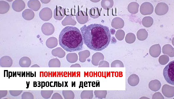 Моноцитов 8 в общем анализе крови что это