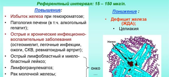 Ферритин в крови: значение, нормы, повышен, понижен, анализ