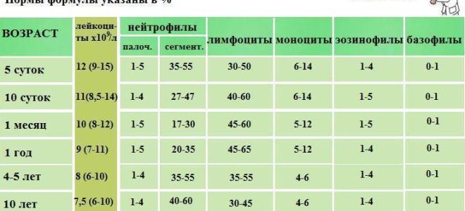 Нейтрофилы повышены при беременности: норма, причины, профилактика