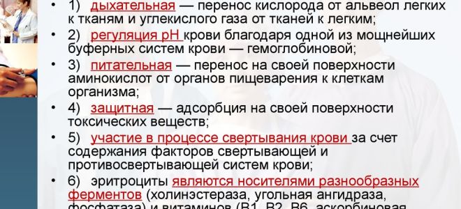 Где образуются эритроциты и какие функции выполняют?