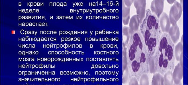 Сегментоядерные нейтрофилы в крови: что это? норма, повышены, причины нейтрофилёза