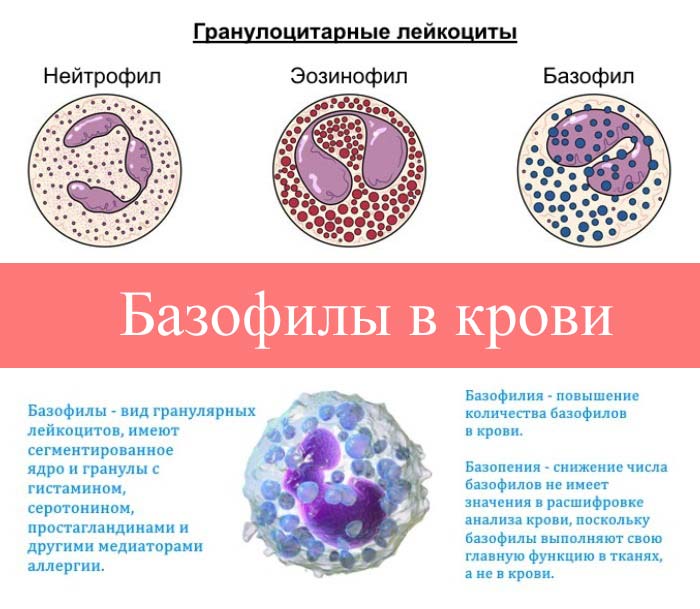 Базофилы повышены что это значит. Число клеток в 1 мм3 крови базофилы. Базофилы на препарате крови. Нейтрофилы базофилы эозинофилы функции. Базофильный лейкоцитозы картины крови.
